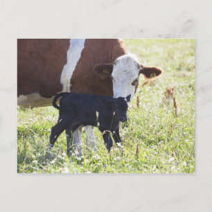 Kühe und Kalb Postkarte
