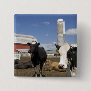 Kühe vor einer roten Scheune und einem Silo auf ei Button