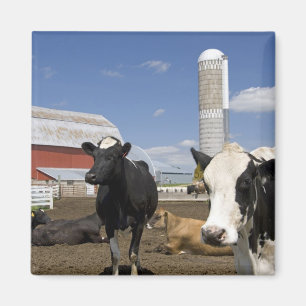 Kühe vor einer roten Scheune und einem Silo auf ei Magnet