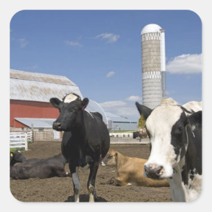 Kühe vor einer roten Scheune und einem Silo auf ei Quadratischer Aufkleber