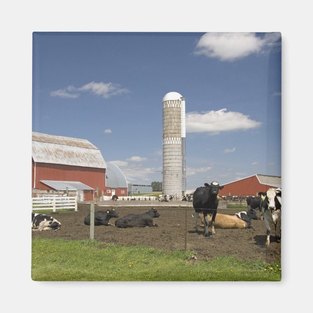 Kühe vor einer roten Scheune und Silo auf einem Ba Magnet (Vorne)