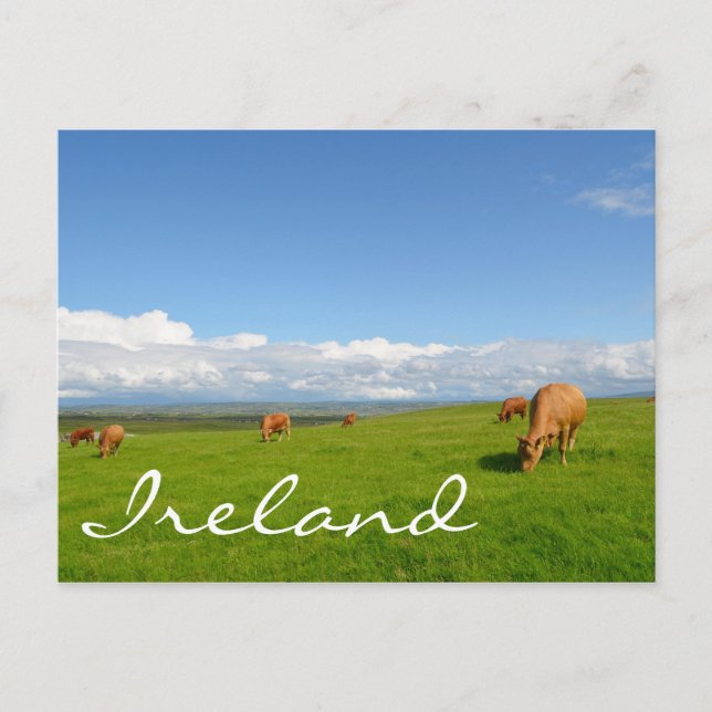 Kühe weiden auf einer Wiese in Irland Text Postkar Postkarte (Vorderseite)