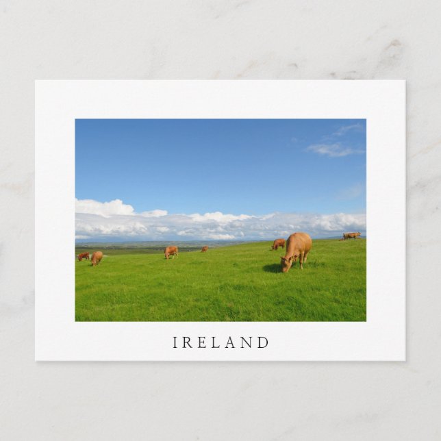Kühe weiden auf einer Wiese in Irland weiße Postka Postkarte (Vorderseite)