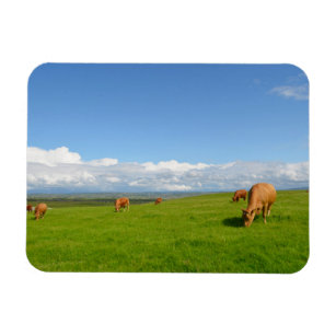 Kühe weiden auf einer Wiese, Irland rechteckiger M Magnet
