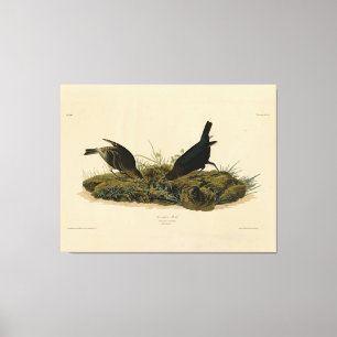 Kuhfedervogel (Cowbird) Audubons Vögel in Amerika Leinwanddruck