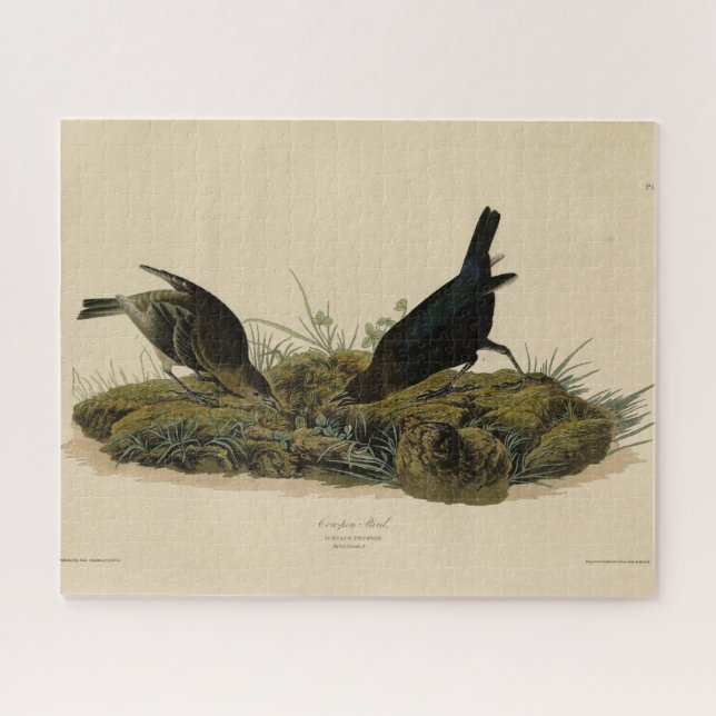 Kuhfedervogel (Cowbird) Audubons Vögel in Amerika Puzzle (Horizontal)