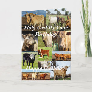 Kuhfoto Collage, Geburtstag Karte