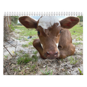 Kuhkalender 2024 kalender