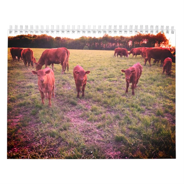 Kuhkalender Kalender (Titelbild)