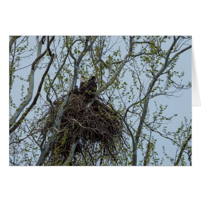 Kühlen mit Mama (Vorderseite (Horizontal))