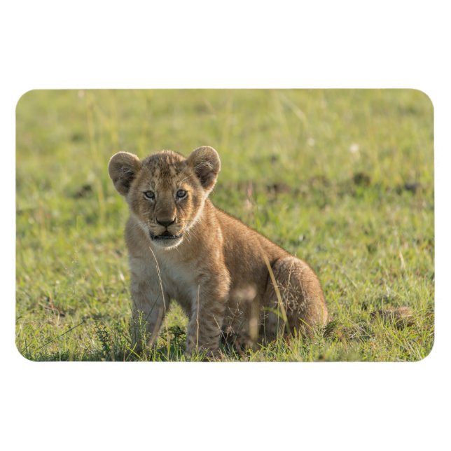 Kühlschrank-Bildvorlage 4 x 6 Magnet (Horizontal)