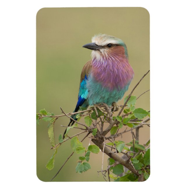 Kühlschrank-Bildvorlage 4 x 6 Magnet (Vertikal)