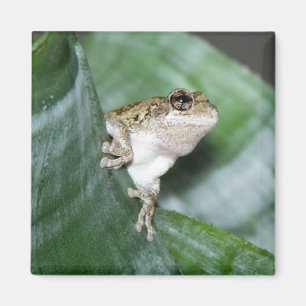 'Kühlschrank Frog Magnet
