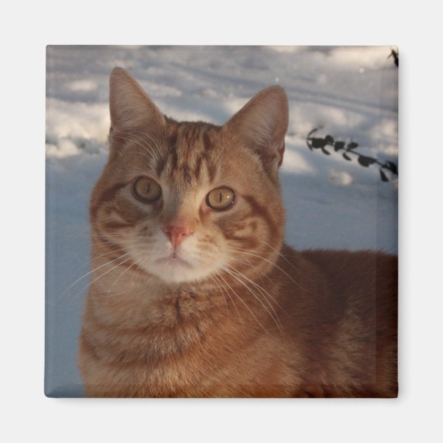 Kühlschrank Kitty Magnet (Vorne)