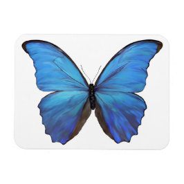 Kühlschrank Magnet Blue Butterfly
