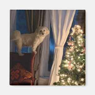 Kühlschrank Magnet Gewartet für Santa Paws