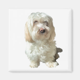 Kühlschrank Magnet Havanese Dog