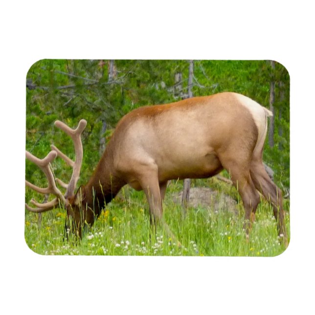 Kühlschrank Magnet Yellowstone Elch (Horizontal)