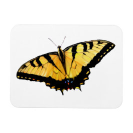 Kühlschrank Tiger Frack Butterfly Magnet