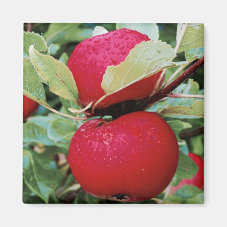 Kühlschrankmagnet Äpfel Magnet