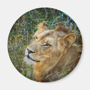 Kühlschrankmagnet Magnet