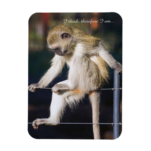 Kühlschrankmagnet mit Monkey und Slogan Magnet (Vertikal)