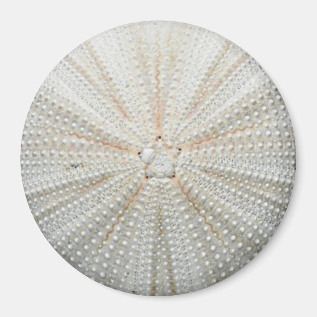 Kühlschrankmagnet Sea Urchin - Rund Magnet (Vorne)