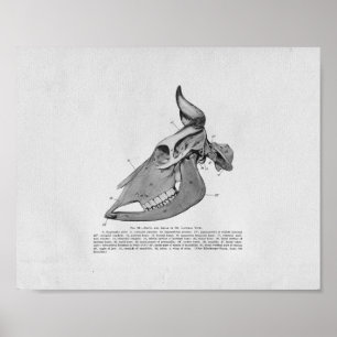 Kuhschädel Anatomie Vintag Poster