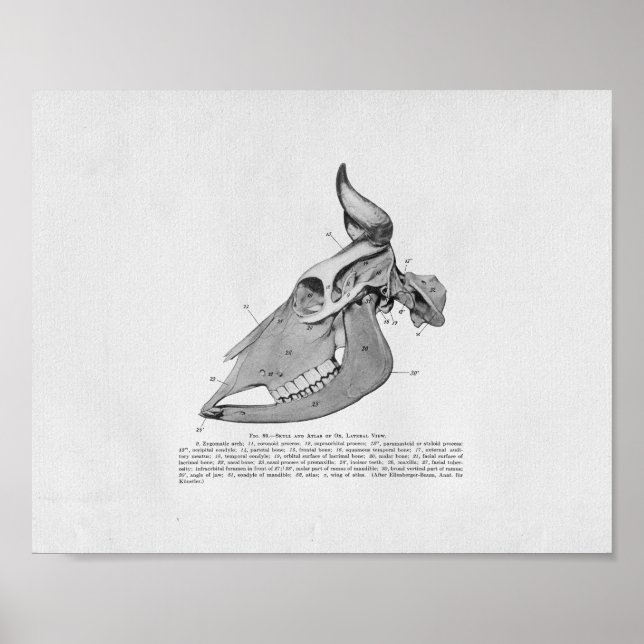 Kuhschädel Anatomie Vintag Poster (Vorne)
