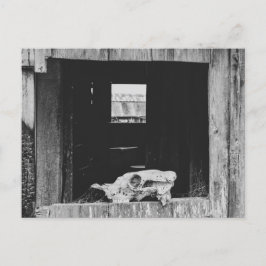 Kuhschäwe Postkarte