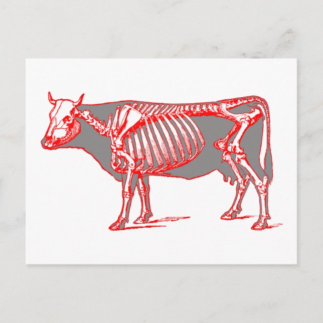 Kuhskelett Postkarte (Vorderseite)