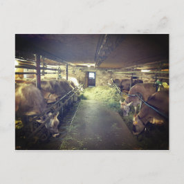 Kuhstall Postkarte