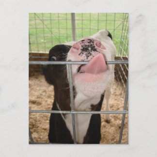 KuhZunge Postkarte