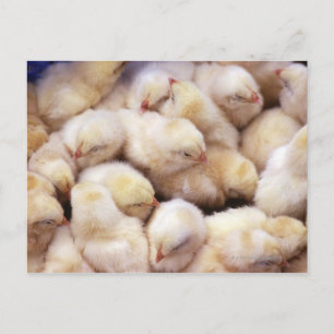 Küken, Brut der Hühner Postkarte