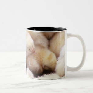 Küken, Brut der Hühner Zweifarbige Tasse