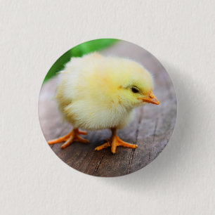 Küken-Button Button