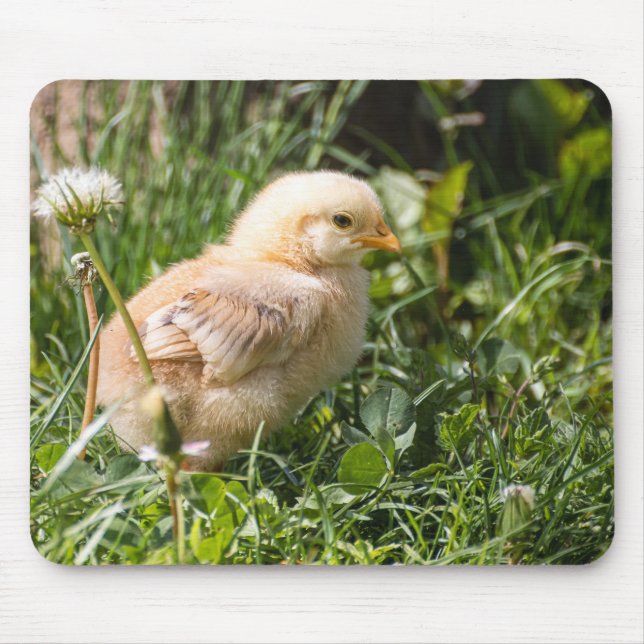 Küken, Huhn, Geflügel Mousepad (Vorne)
