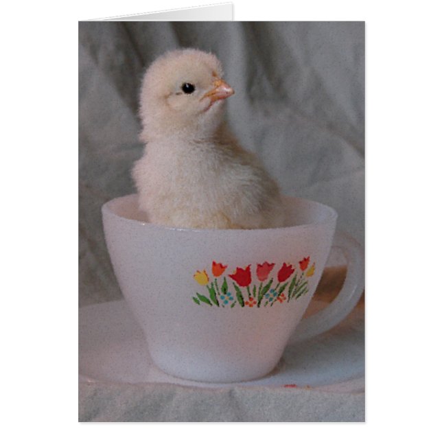 Küken in einer antiken Teetasse (Vorne)