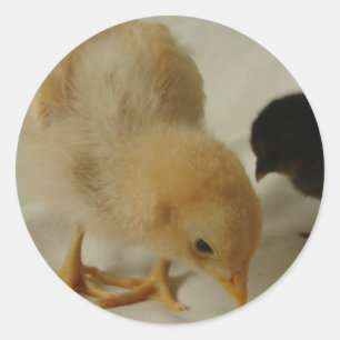 Küken Nah Runder Aufkleber
