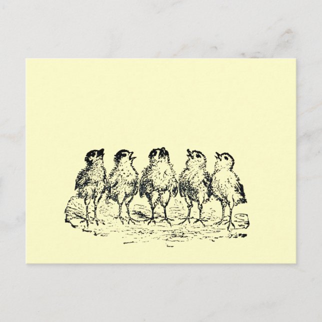 Küken Postkarte (Vorderseite)