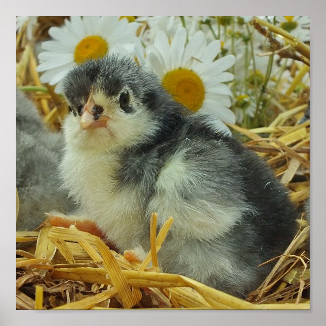 Küken, Tiere, Baby, niedlich, Blume gelb, weiß, Poster (Vorne)