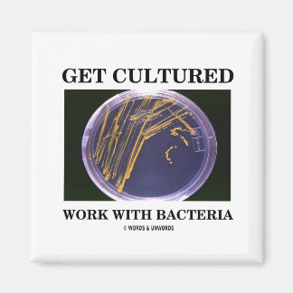 Kultivierte Arbeit mit Bakterien (Agar Plate) Magnet