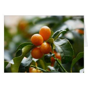 Kumquats auf der Zweigstelle Kumquat Tree