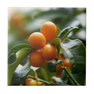 Kumquats auf der Zweigstelle Kumquat Tree Fliese