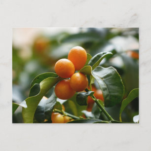 Kumquats auf der Zweigstelle Kumquat Tree Postkarte