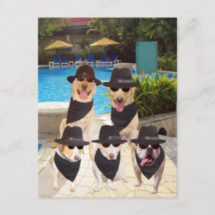 Kundengerechte lustige Blues-Hunde/Labrador laden Einladung