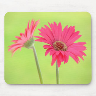 Kundengerechte rosa Gerber Gänseblümchen auf Mousepad