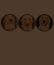 Kundengerechter gelber Labrador