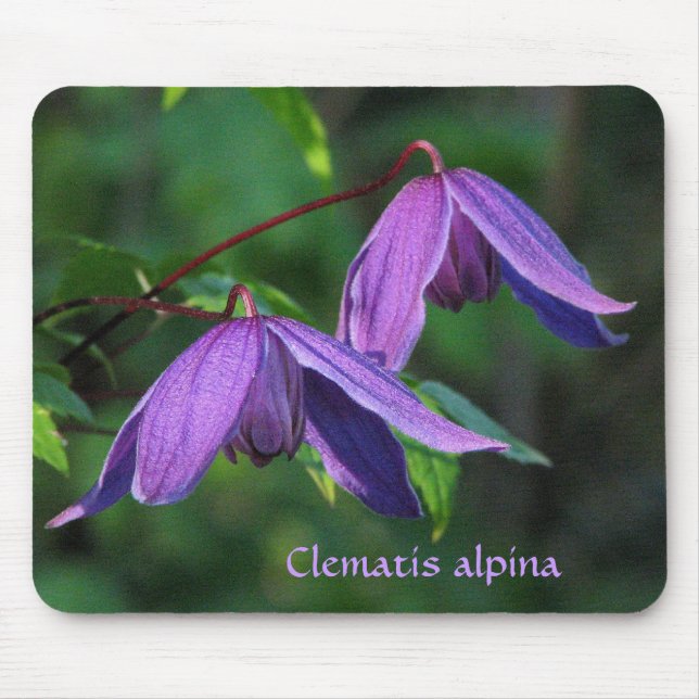 Kundenspezifischer Clematis Mousepad (Vorne)