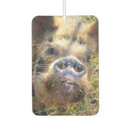 KuneKune Pig Autolufterfrischer